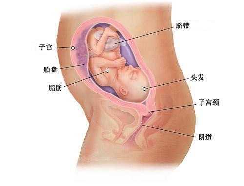 代怀代妈_供卵试管婴儿成功率_美国试管婴儿能避免疤痕妊娠风险吗？